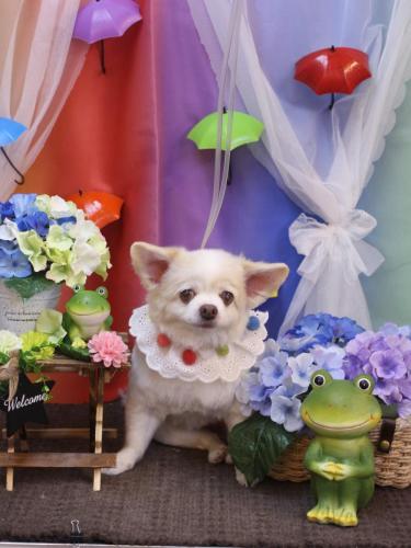 20230616ななちゃん